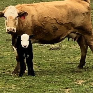 Meet your Posher, Barbara